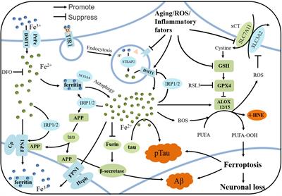 Iron Dyshomeostasis and Ferroptosis: A New Alzheimer’s Disease Hypothesis?